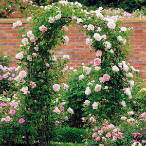 Wedding Garden Arch Arbor Trellis Archway For Climbing Plants Rack