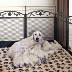 8 Panel Diy Heavy Duty Dog Playpen With Waterproof Pad