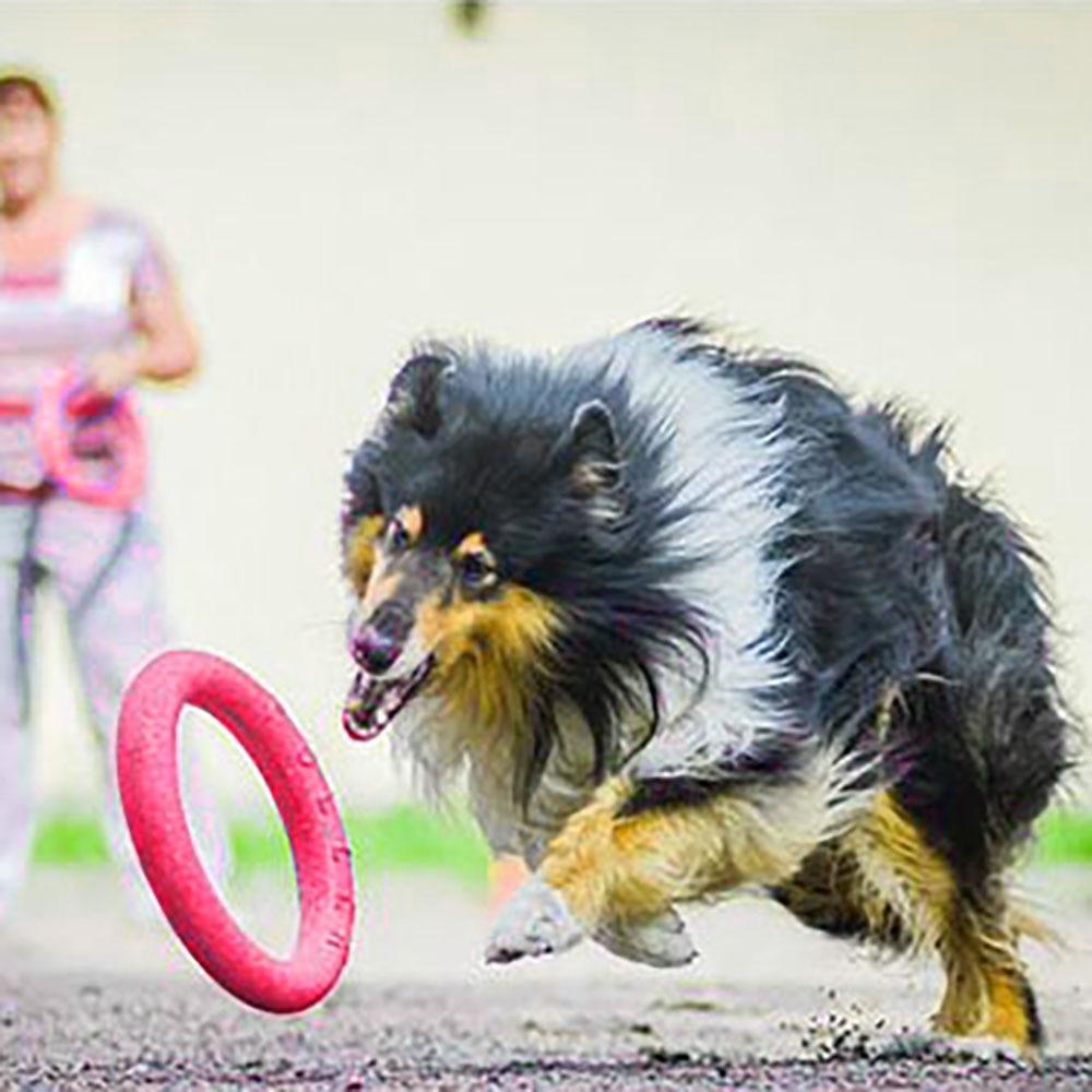 Flying Disc Dog Ring Toy