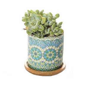 Cute Mini Mandala Succulent Nordic Colour Pot