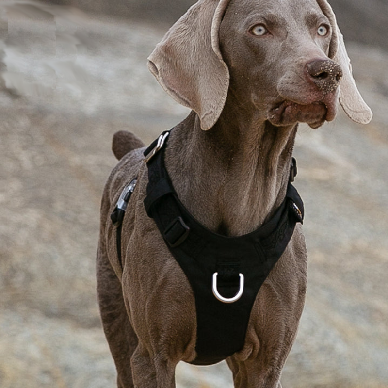 Lightweight Harness Black