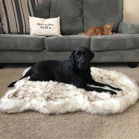 Faux Fur Foam Dog Bed