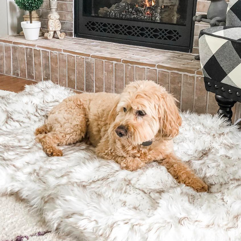 Faux Fur Foam Dog Bed