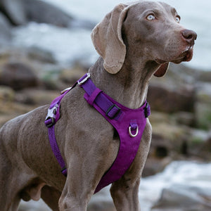 Lightweight Harness Purple