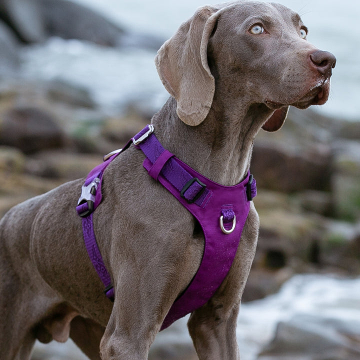 Lightweight Harness Purple Xs