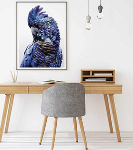 50Cmx70cm Black Cockatoo A Frame Canvas Wall Art