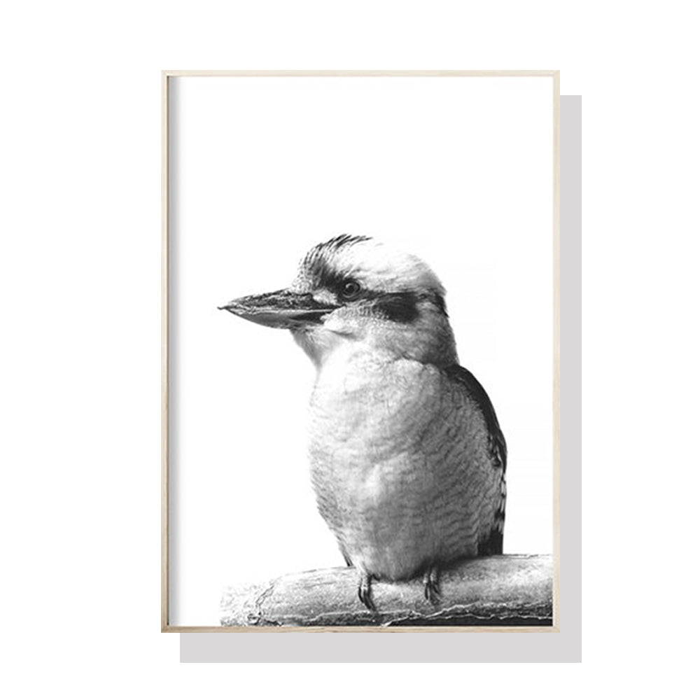 50Cmx70cm Kookaburra Black Frame Canvas Wall Art