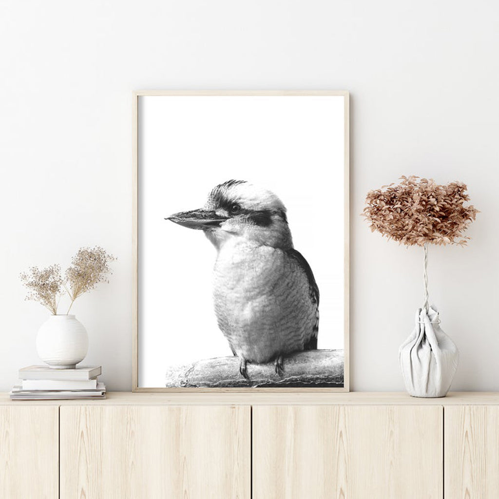 70Cmx100cm Kookaburra Black Frame Canvas Wall Art