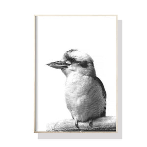 70Cmx100cm Kookaburra Black Frame Canvas Wall Art