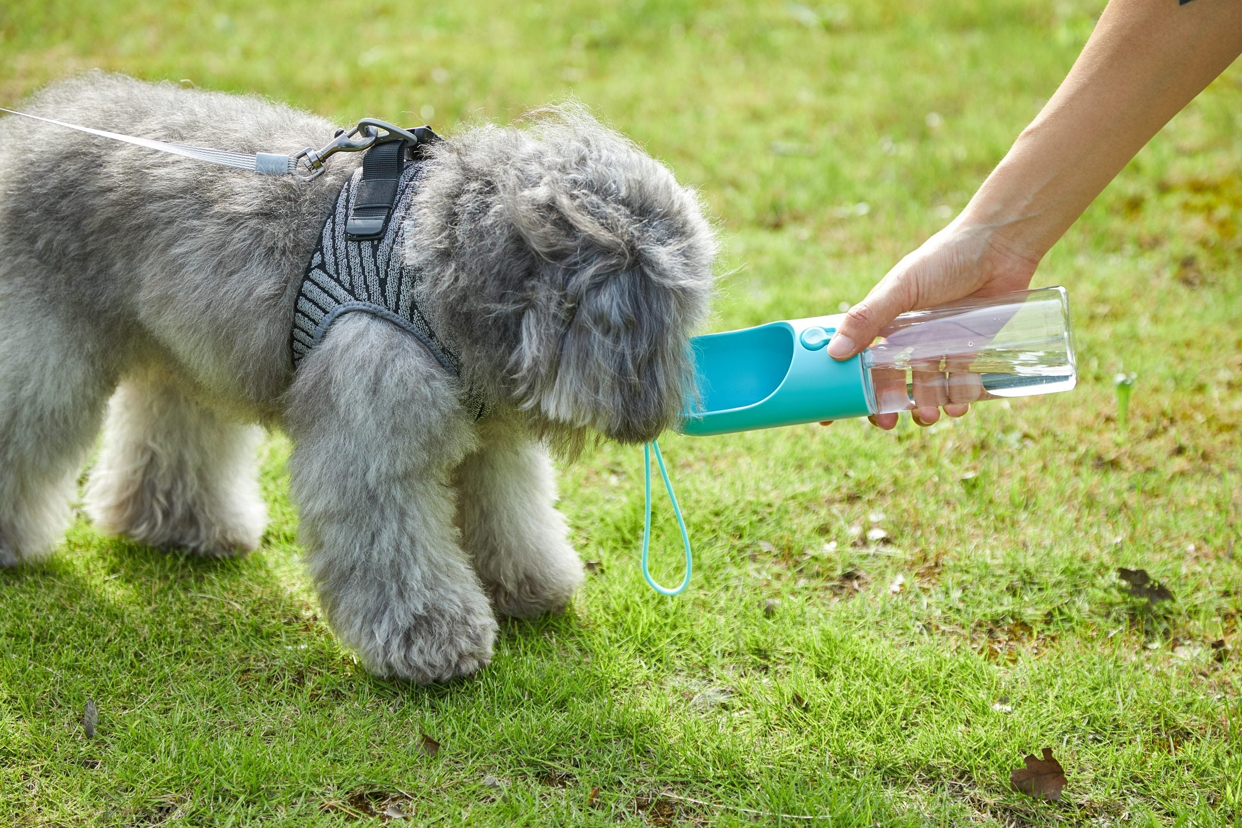 Petkit Eversweet Travel Water Bottle - Blue 300Ml