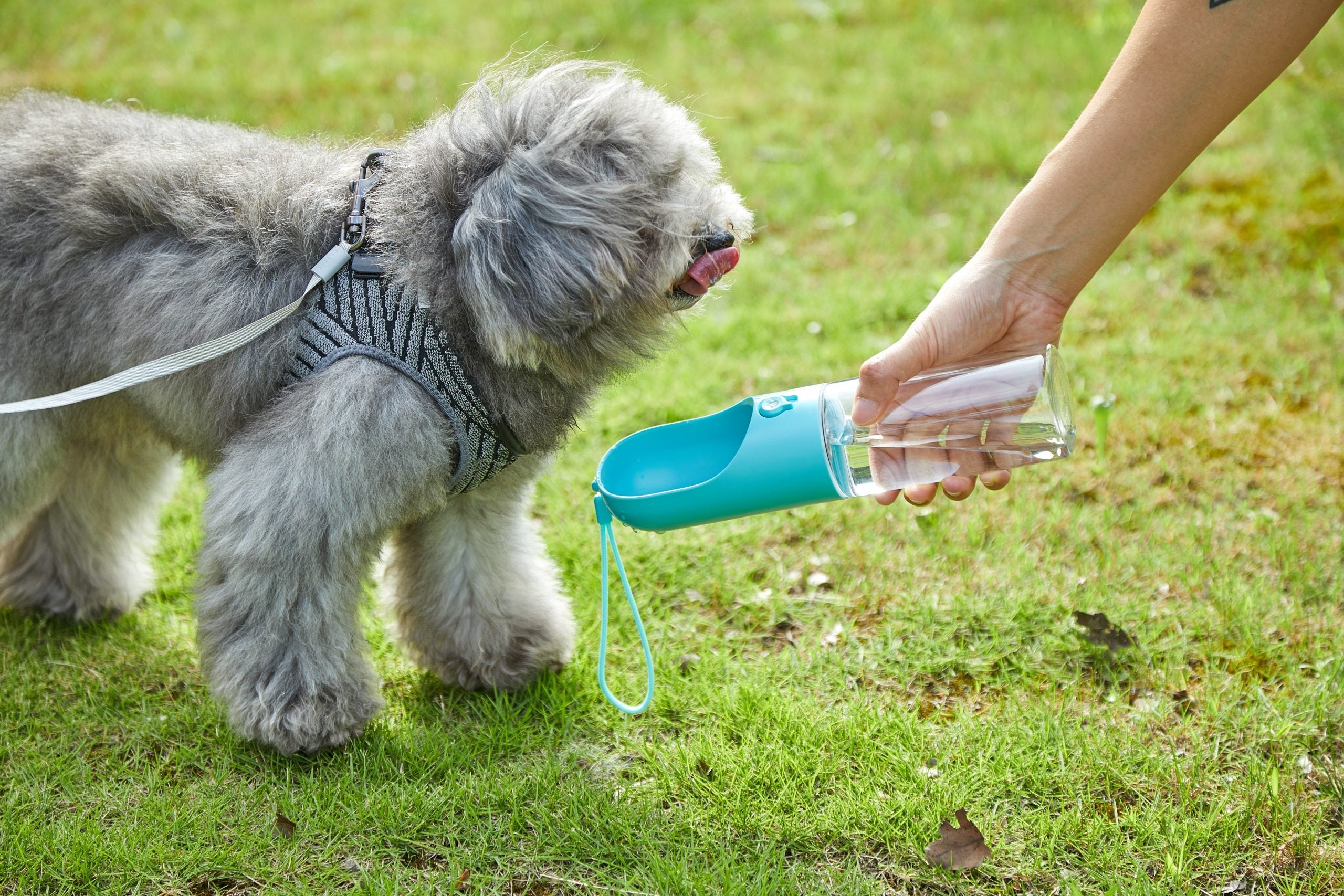 Petkit Eversweet Travel Water Bottle - Blue 300Ml