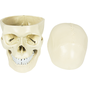 Life Size Anatomical Deluxe Human Skull Model Medical Skeleton Anatomy Replica