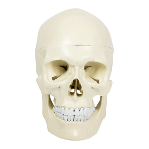 Life Size Anatomical Deluxe Human Skull Model Medical Skeleton Anatomy Replica