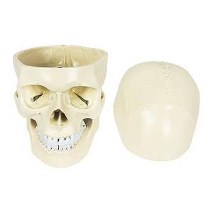 Life Size Anatomical Deluxe Human Skull Model Medical Skeleton Anatomy Replica