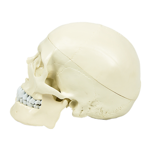 Life Size Anatomical Deluxe Human Skull Model Medical Skeleton Anatomy Replica